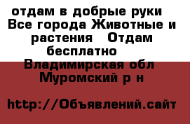 отдам в добрые руки - Все города Животные и растения » Отдам бесплатно   . Владимирская обл.,Муромский р-н